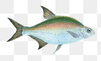 Bream png sticker, fish vintage illustration, transparent background