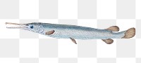 Bony Gar-fish png sticker, fish vintage illustration, transparent background