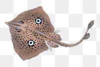 Brown Ray png sticker, fish vintage illustration, transparent background