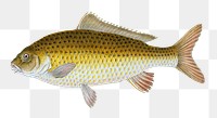 Carp png sticker, fish vintage illustration, transparent background