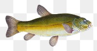 Tench png sticker, fish vintage illustration, transparent background
