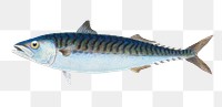 Mackerel png sticker, fish vintage illustration, transparent background