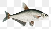 Vintage illustration of Baller-Carp (Cyprinus Ballerus) png