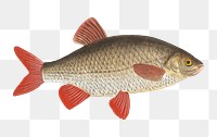 Rud png sticker, fish vintage illustration, transparent background