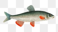 Nase-Carp png sticker, fish vintage illustration, transparent background