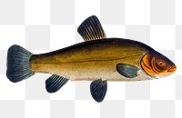 Golden Tench png sticker, fish vintage illustration, transparent background