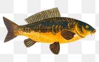 Royal-Carp png sticker, fish vintage illustration, transparent background