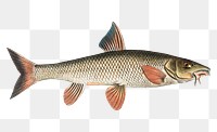 Barbel png sticker, fish vintage illustration, transparent background