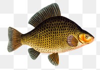 Crucian png sticker, fish vintage illustration, transparent background