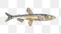 Png fish vintage illustration, transparent background