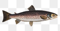 Trut png sticker, fish vintage illustration, transparent background