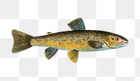 Trout png sticker, fish vintage illustration, transparent background