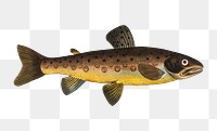 Brown Trout png sticker, fish vintage illustration, transparent background