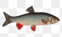 Idus-Carp png sticker, fish vintage illustration, transparent background