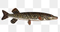 Pike png sticker, fish vintage illustration, transparent background