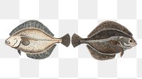 Flounder  png sticker, fish vintage illustration, transparent background