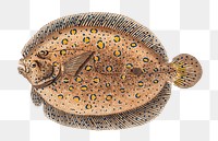Argus-Flounder  png sticker, fish vintage illustration, transparent background
