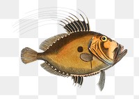 Doree png sticker, fish vintage illustration, transparent background