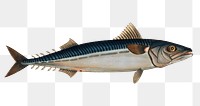 Mackrel png sticker, fish vintage illustration, transparent background