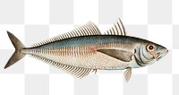 Scad  png sticker, fish vintage illustration, transparent background