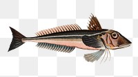 Grey Gurnard  png sticker, fish vintage illustration, transparent background
