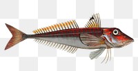 Red Gurnard  png sticker, fish vintage illustration, transparent background