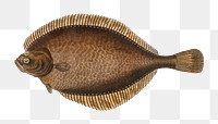 Left-Flounder png sticker, fish vintage illustration, transparent background