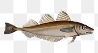 Whiting png sticker, fish vintage illustration, transparent background