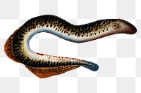 Lamprey  png sticker, fish vintage illustration, transparent background