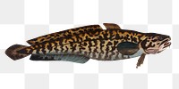 Burbot  png sticker, fish vintage illustration, transparent background