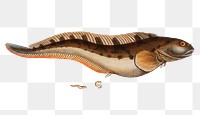 Viviparous Blenny png sticker, fish vintage illustration, transparent background