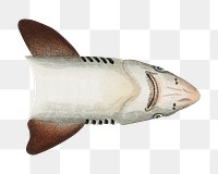 Png shark vintage illustration, transparent background