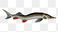 Rusfish-Sturgeon  png sticker, fish vintage illustration, transparent background