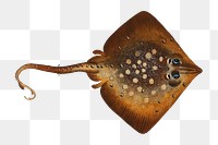 Thornback png sticker, fish vintage illustration, transparent background