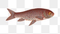 Png gold fish vintage illustration, transparent background