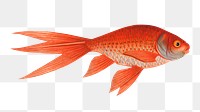 Png gold fish vintage illustration, transparent background