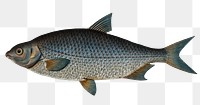 Buggenhagen's-Carp  png sticker, fish vintage illustration, transparent background