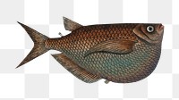 Png fish vintage illustration, transparent background