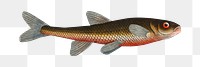 Png fish vintage illustration, transparent background