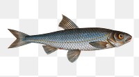 Png fish vintage illustration, transparent background