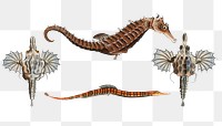 Png Sea Dragon, Sea-Horse, and Sea-Pipe sticker, fish vintage illustration, transparent background