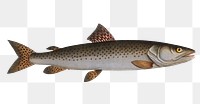 River-Salmon  png sticker, fish vintage illustration, transparent background