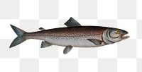 Schifermiller's Salmon png sticker, fish vintage illustration, transparent background