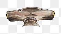 Png shark vintage illustration, transparent background