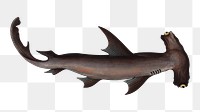 Png shark vintage illustration, transparent background