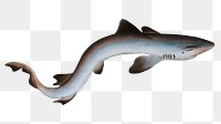 Png shark vintage illustration, transparent background