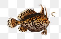 American Toad-Fish png sticker, fish vintage illustration, transparent background