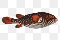 Toadfish png sticker, fish vintage illustration, transparent background