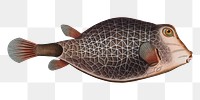 Knitted Trunk-Fish png sticker, fish vintage illustration, transparent background