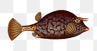 Cuckold-fish  png sticker, fish vintage illustration, transparent background